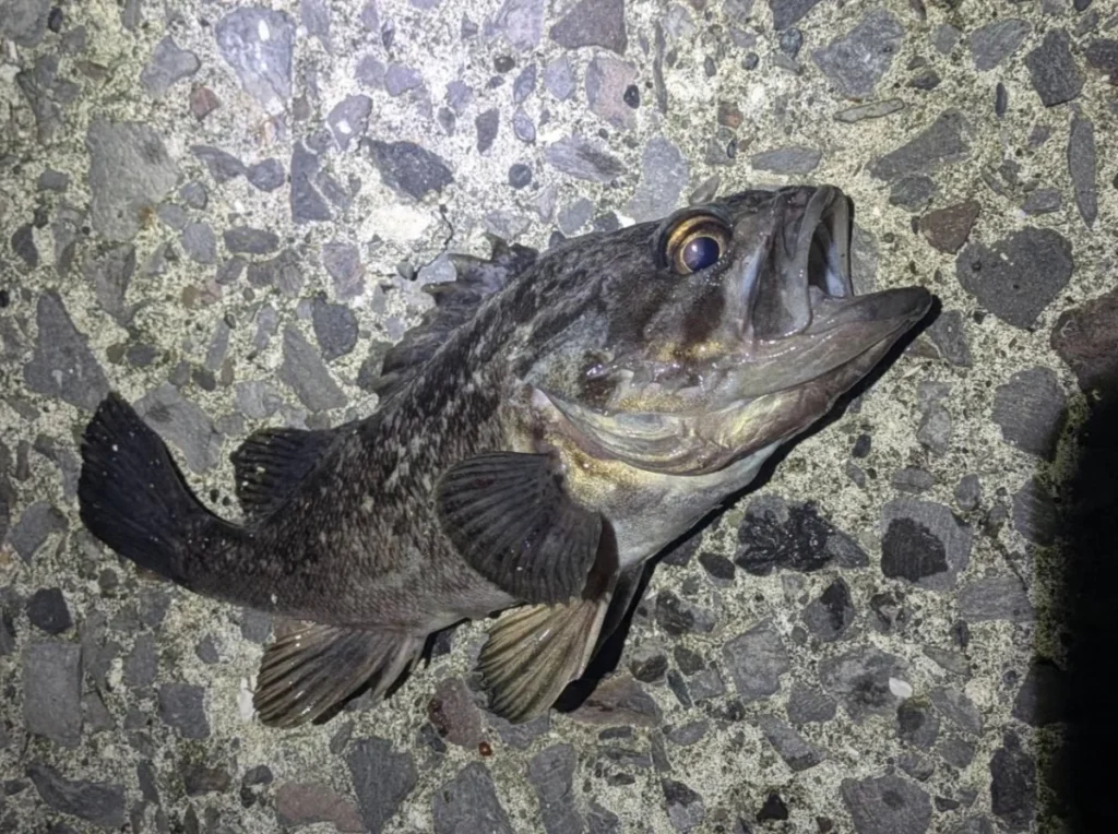 礼文島の港でジグヘッドを使って釣れたソイ画像