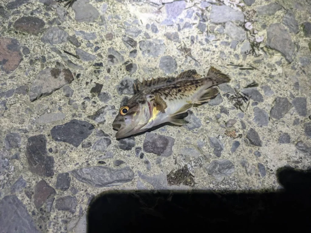 礼文島の港でジグヘッドを使って釣れた小さなソイ画像１