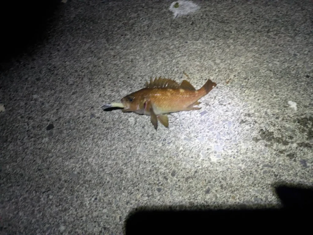礼文島の港でジグヘッドを使って釣れた小さなガヤ画像１