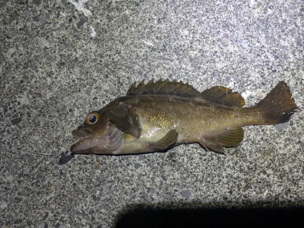 礼文島の港でジグヘッドを使って釣れた小さなガヤ画像２