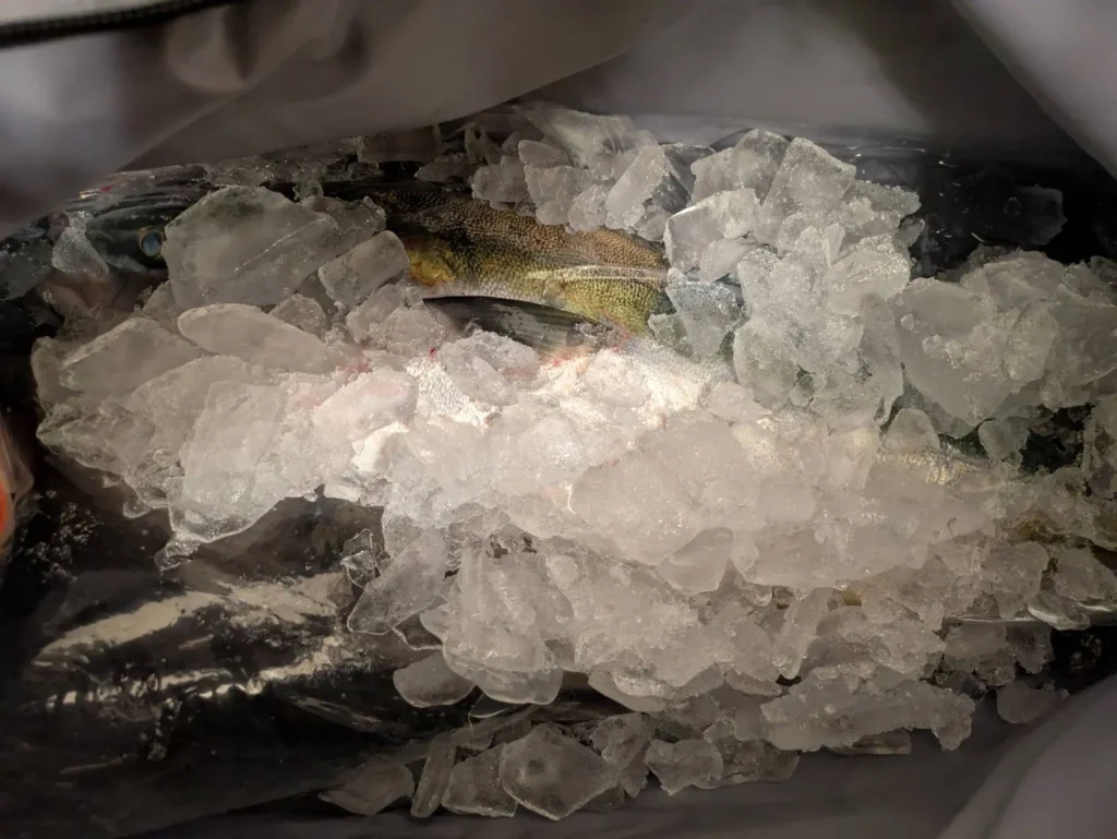 おり釣具のフルロック、止水ファスナー青物保冷バッグに入ったブリ