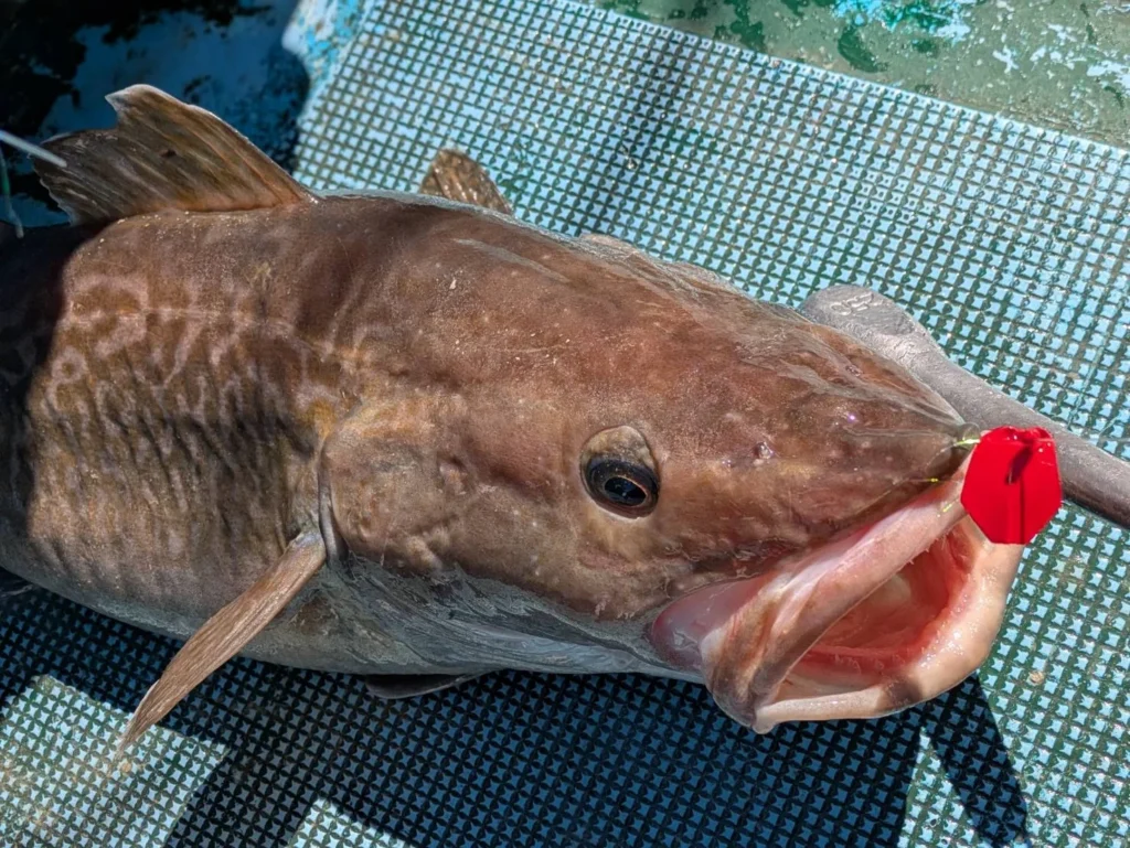 釣り上げられたマダラ