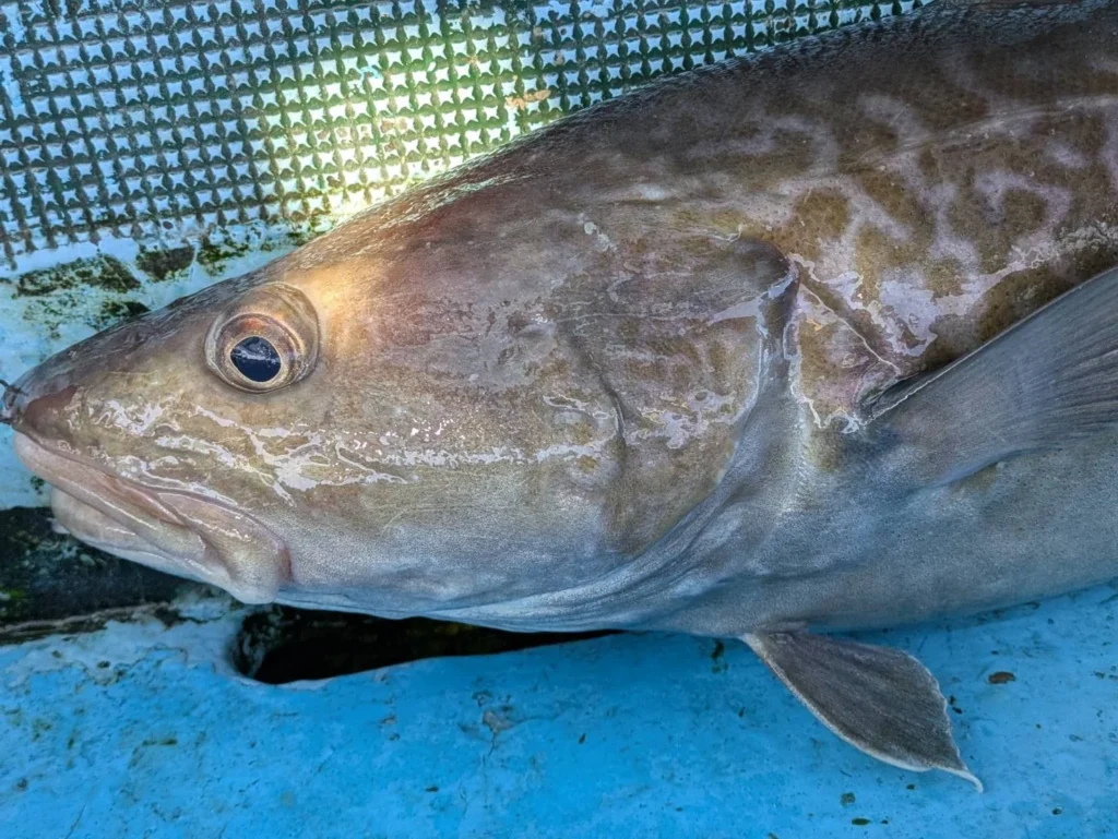 横たわる大きなマダラ