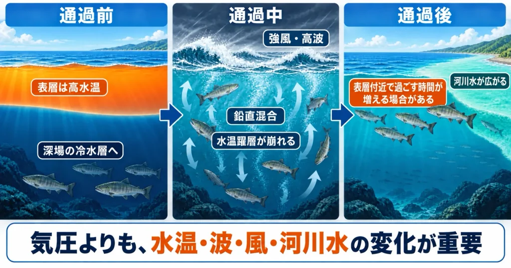 台風前・通過中・通過後の水温変化とシロザケの移動を示した解説図